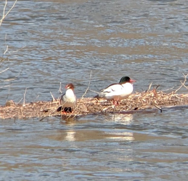 Common Merganser - ML338876011