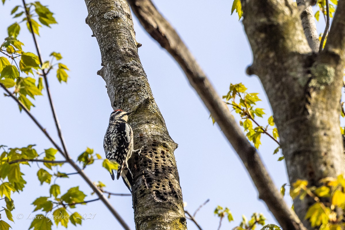 Yellow-bellied Sapsucker - ML338876151