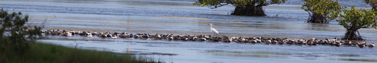 Black Skimmer - ML338879511