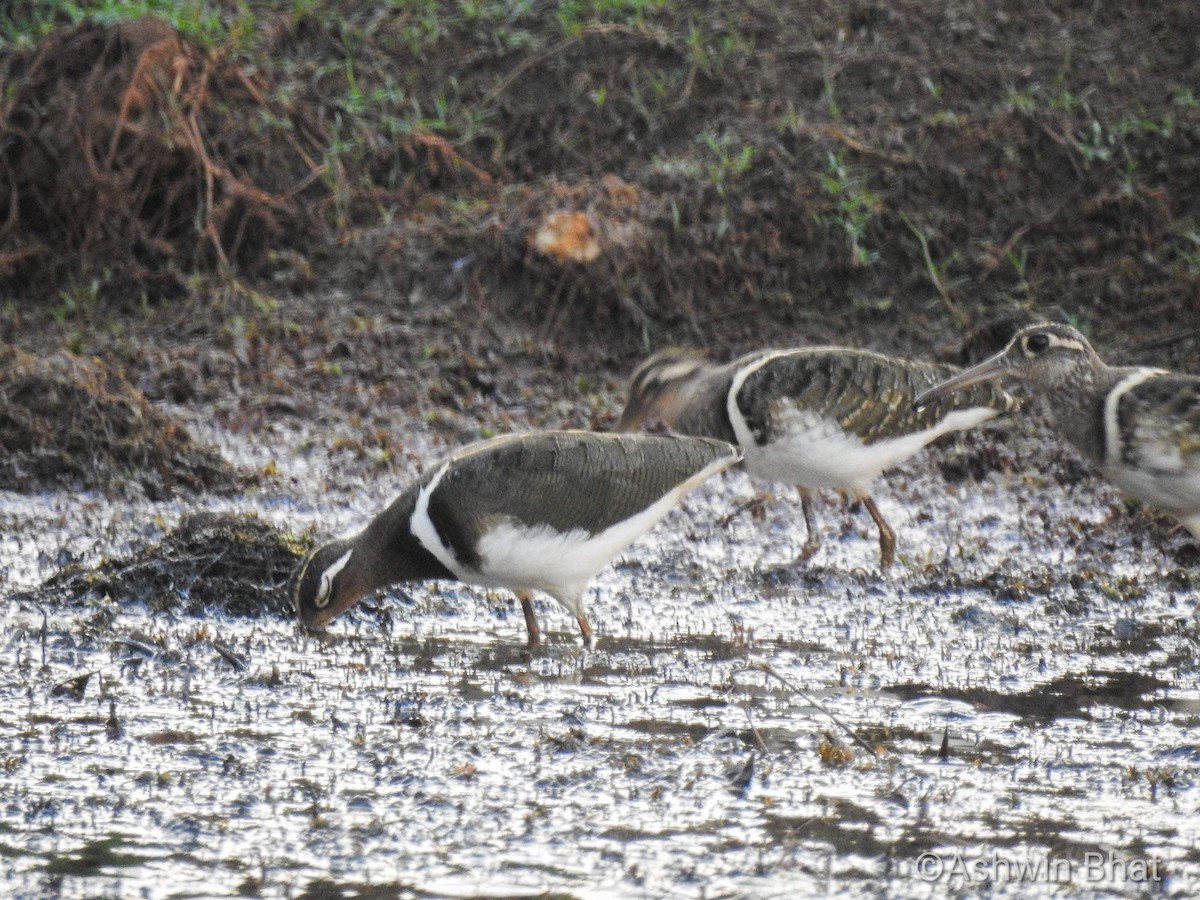 Greater Painted-Snipe - ML338881141