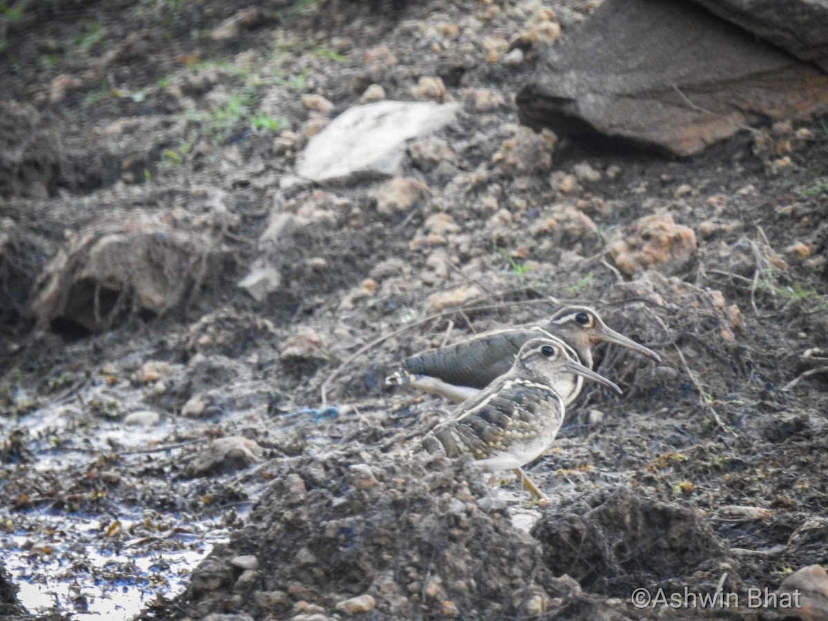 Greater Painted-Snipe - ML338881161