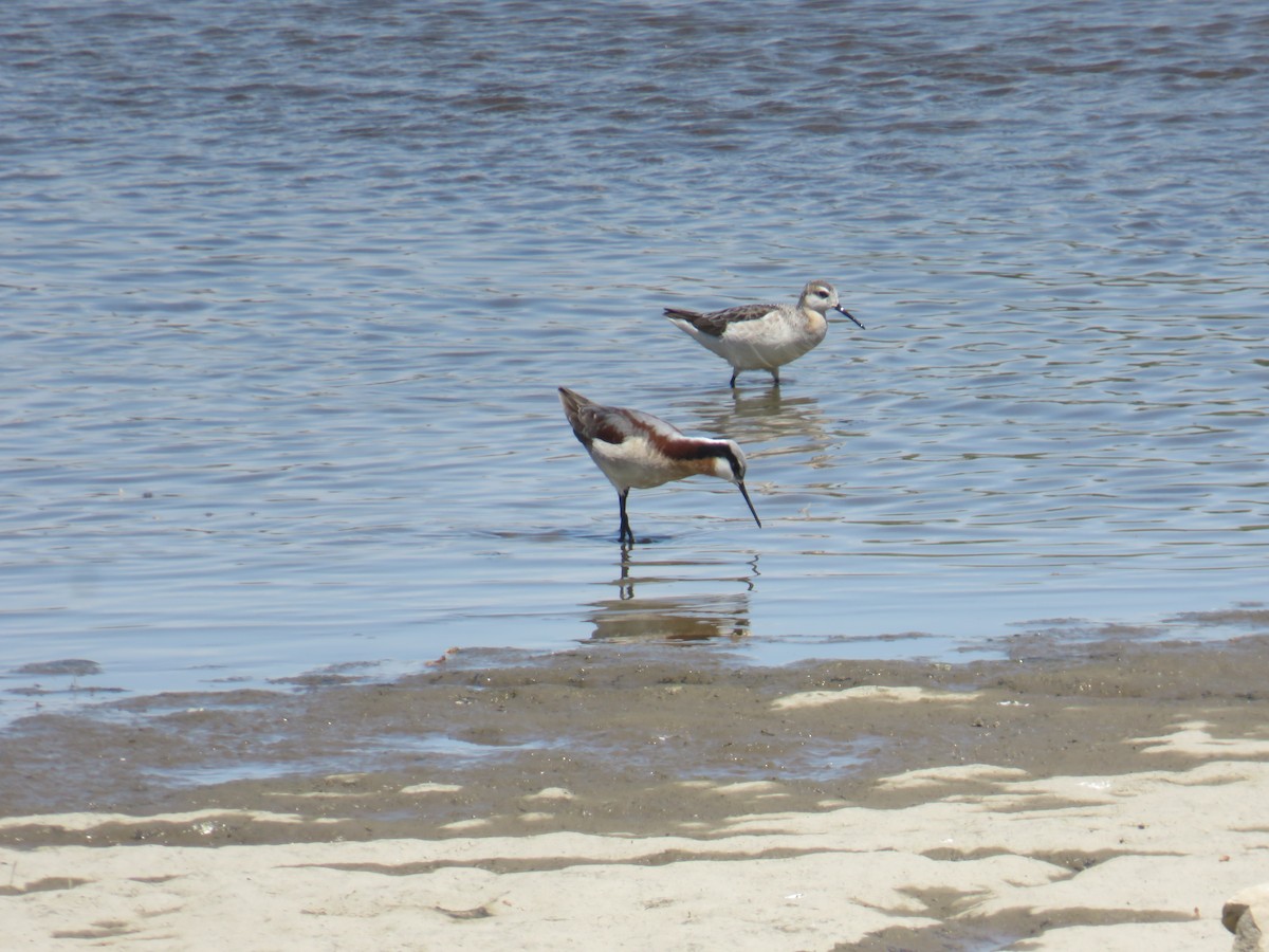 Wilson's Phalarope - ML338883521