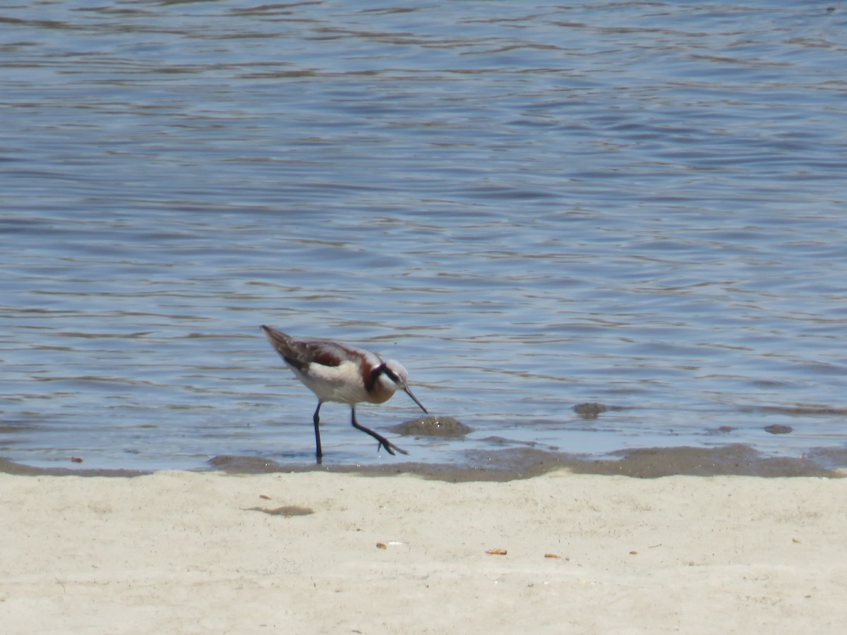 Wilson's Phalarope - ML338883601