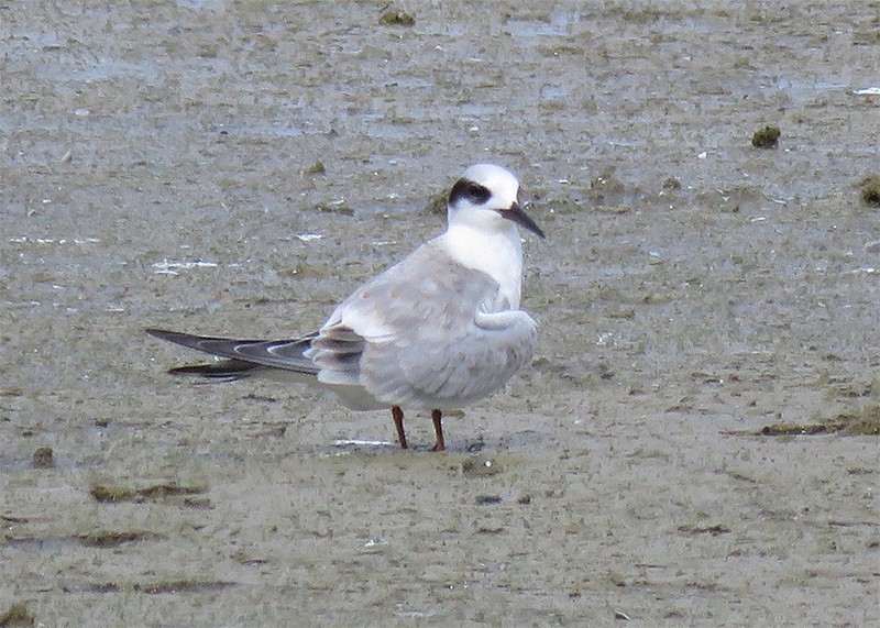 Forster's Tern - ML33888391