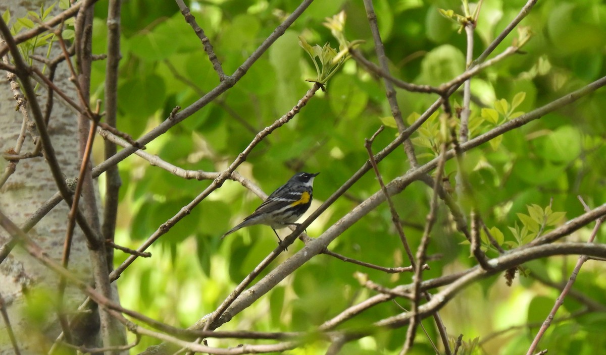 Yellow-rumped Warbler - ML338884321