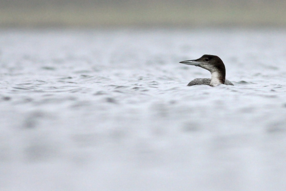 Common Loon - Maciej Kowalski