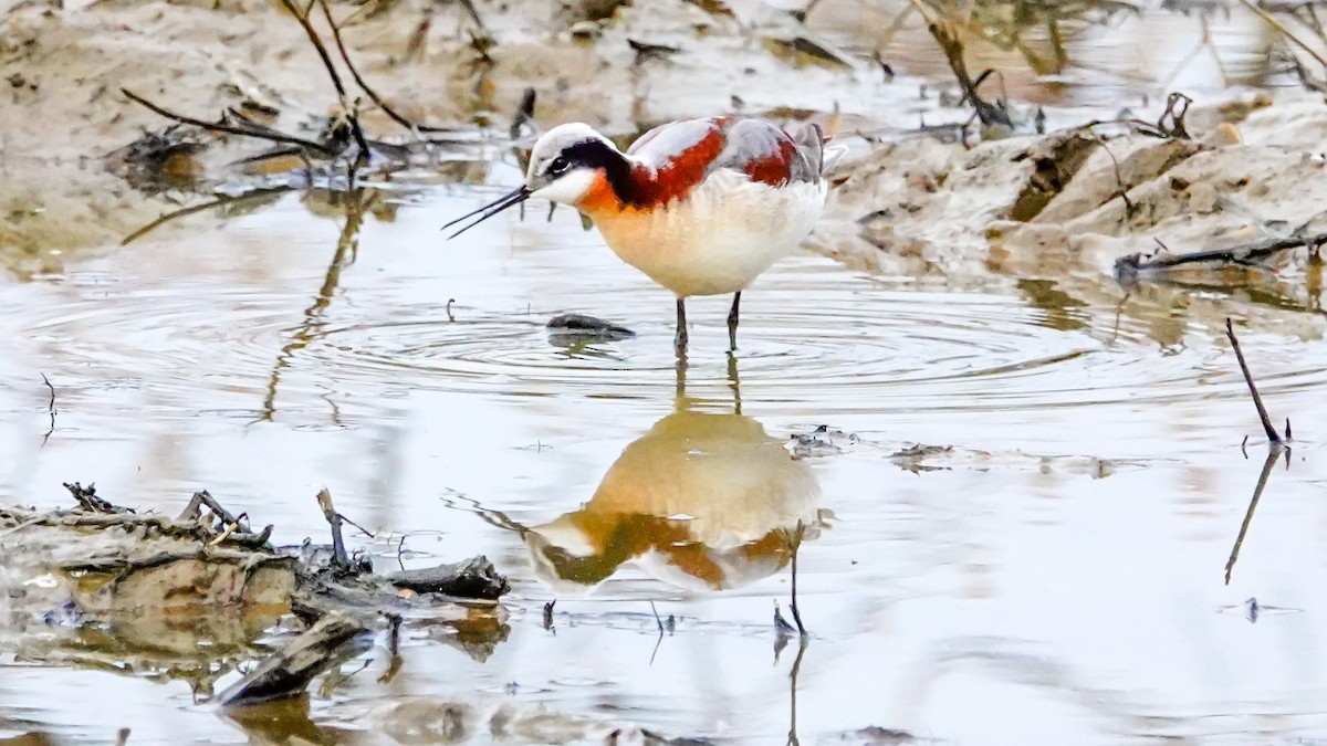 Wilson's Phalarope - Gale VerHague