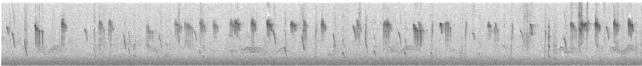 Orite à gorge blanche - ML338886151