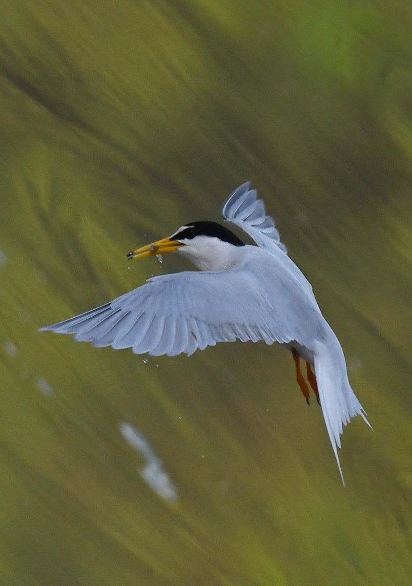 Little Tern - norman wu
