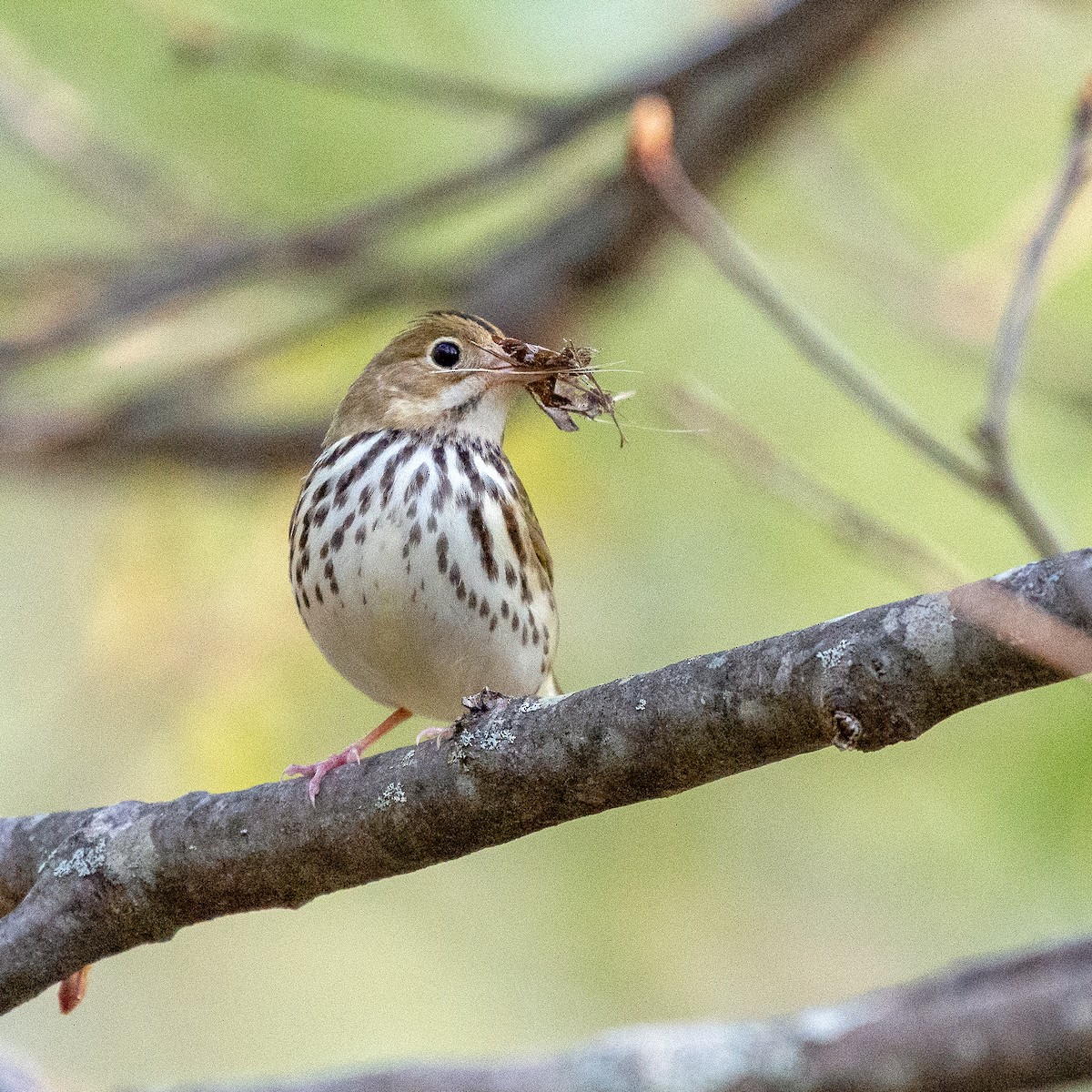 Ovenbird - ML338889701