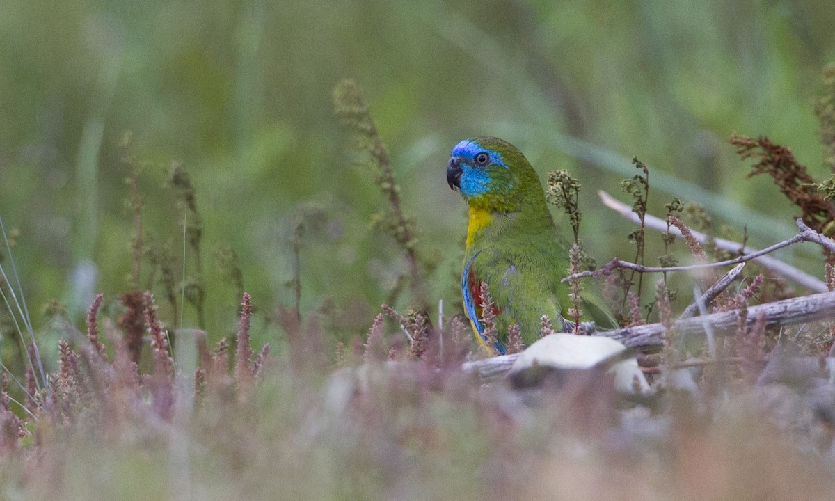 Turquoise Parrot - ML33889281