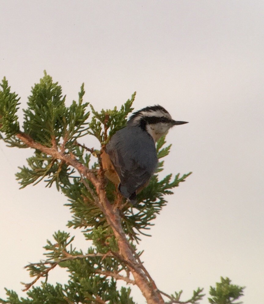 Red-breasted Nuthatch - ML33889321