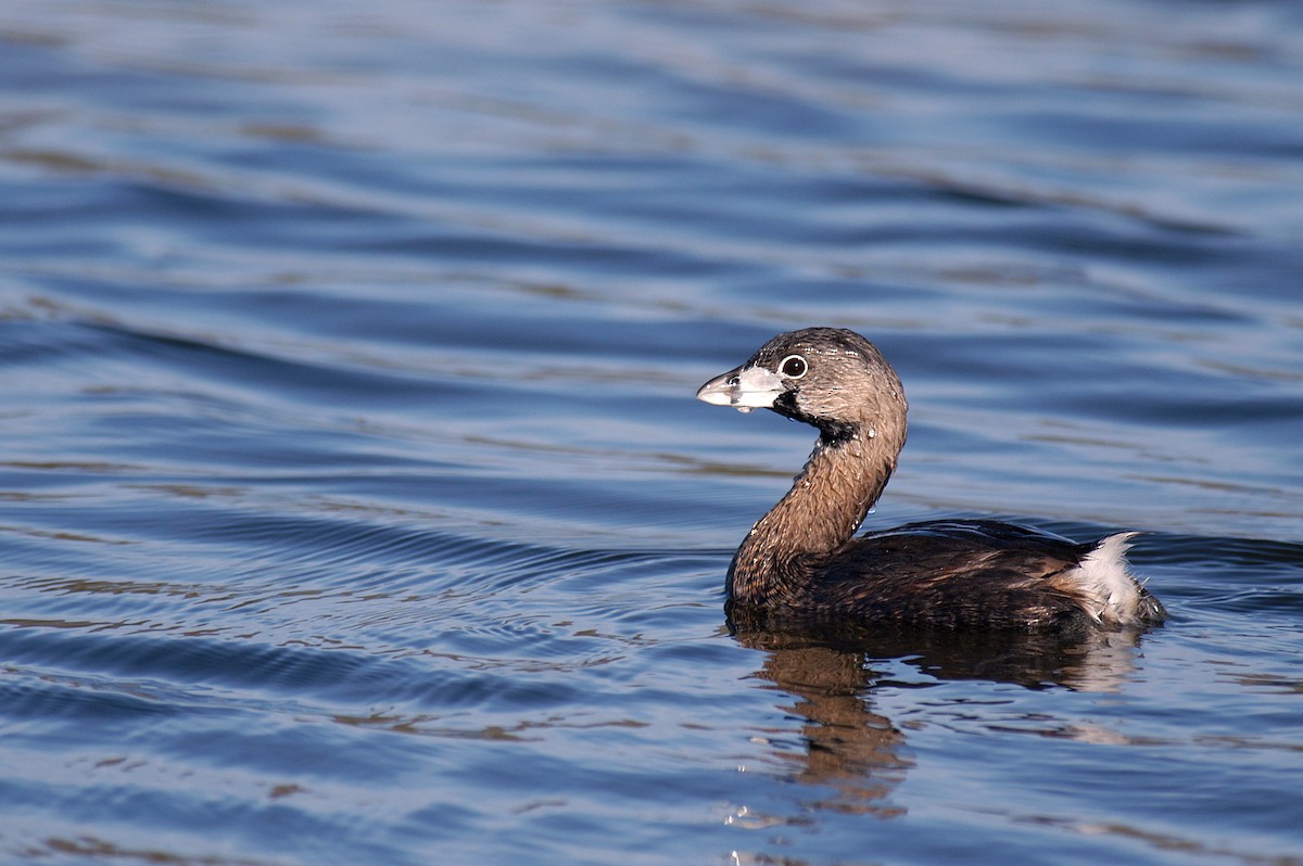 Pied-billed Grebe - Etienne Artigau🦩