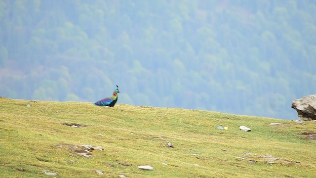 Himalayan Monal - ML338894181