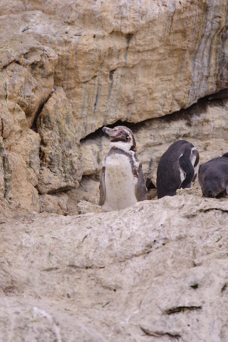 Humboldt Penguin - ML33889541