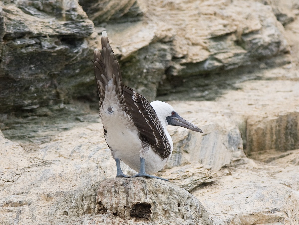 Peruvian Booby - ML33889621