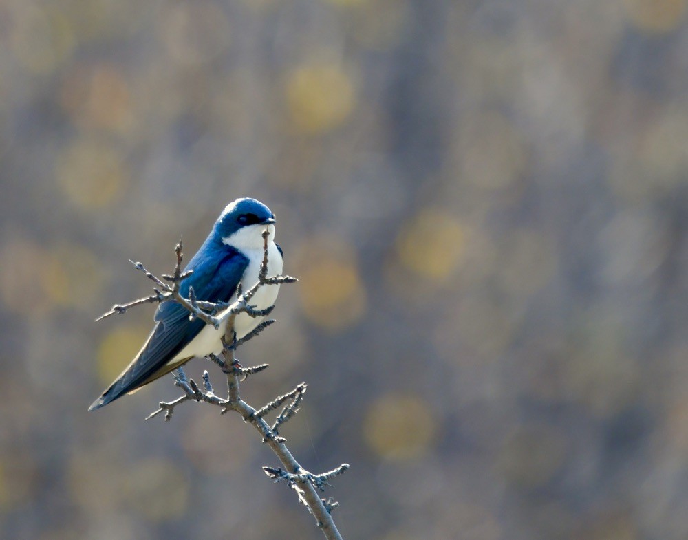 Tree Swallow - ML338896571