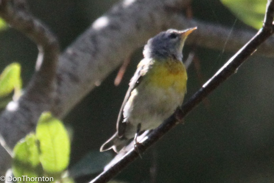 Northern Parula - ML33889731