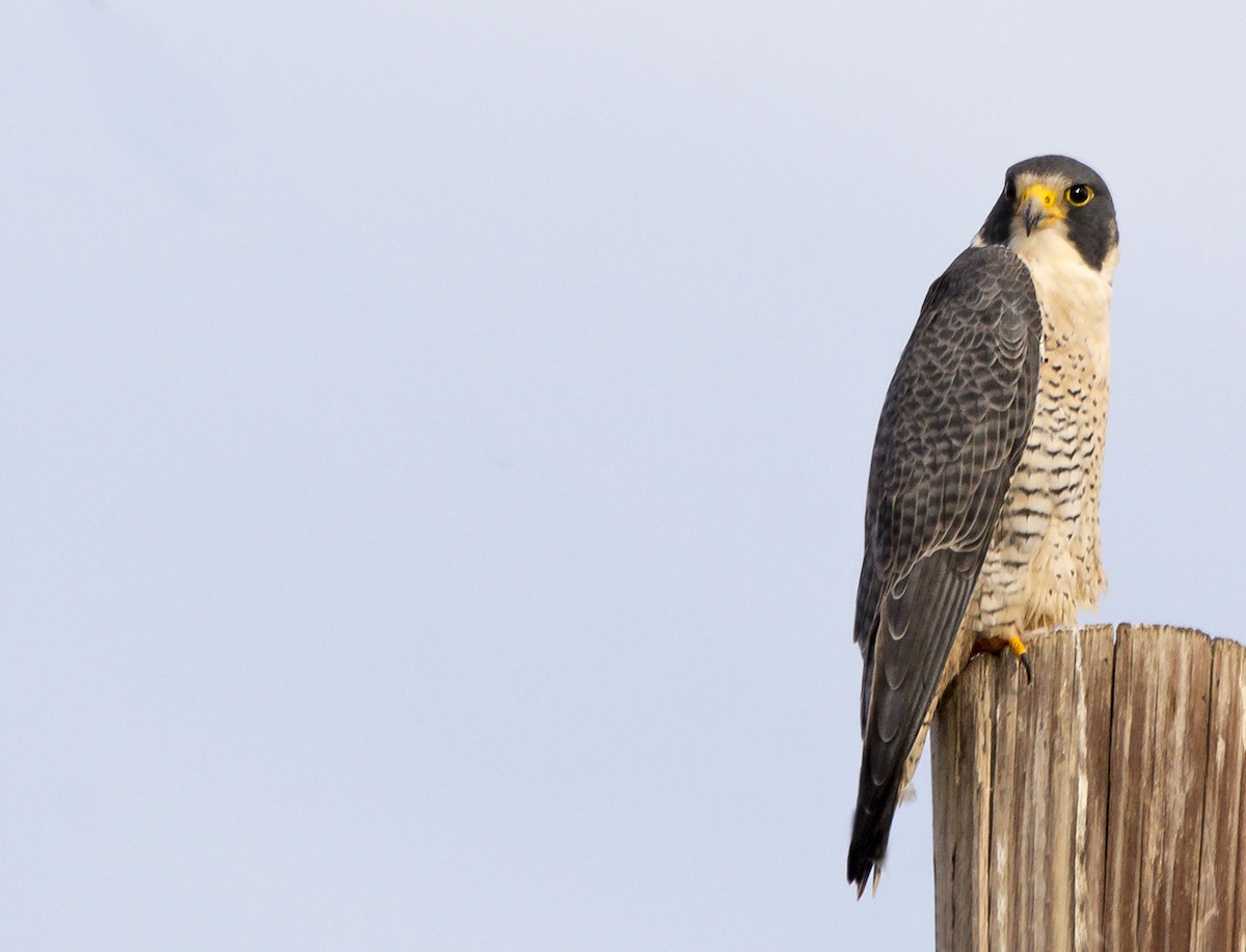 Halcón Peregrino - ML338897491