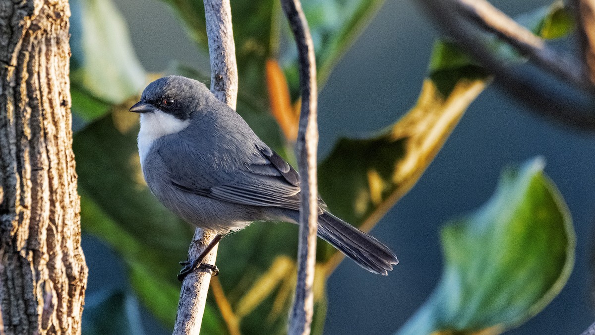 Cinereous Warbling Finch - ML338901201