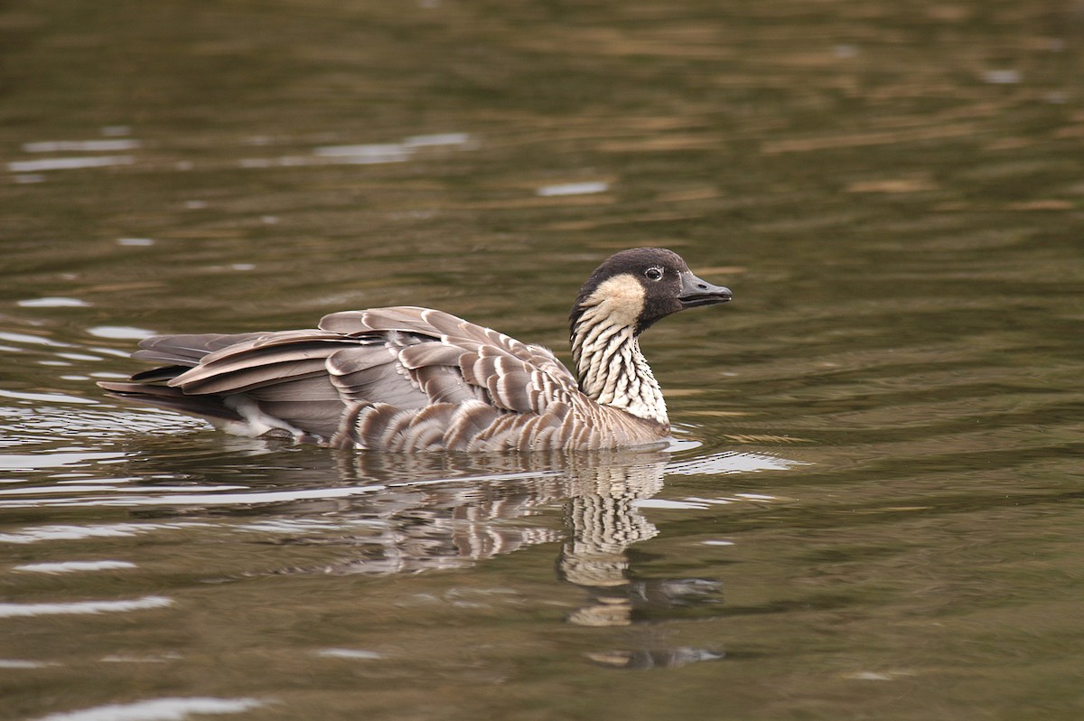 Hawaiian Goose - ML33890151