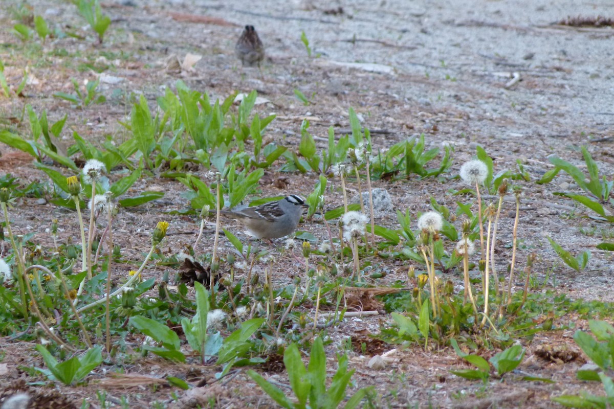 White-crowned Sparrow - ML338901511