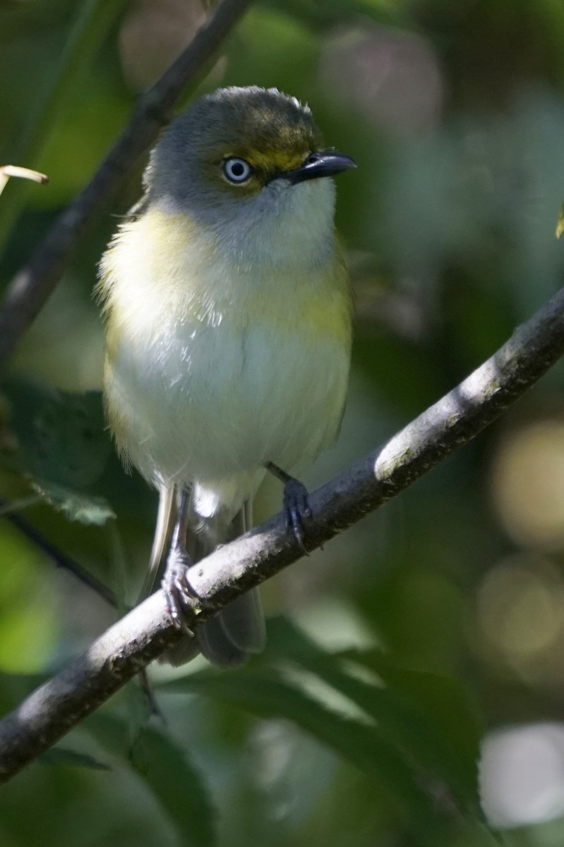 White-eyed Vireo - ML338901751