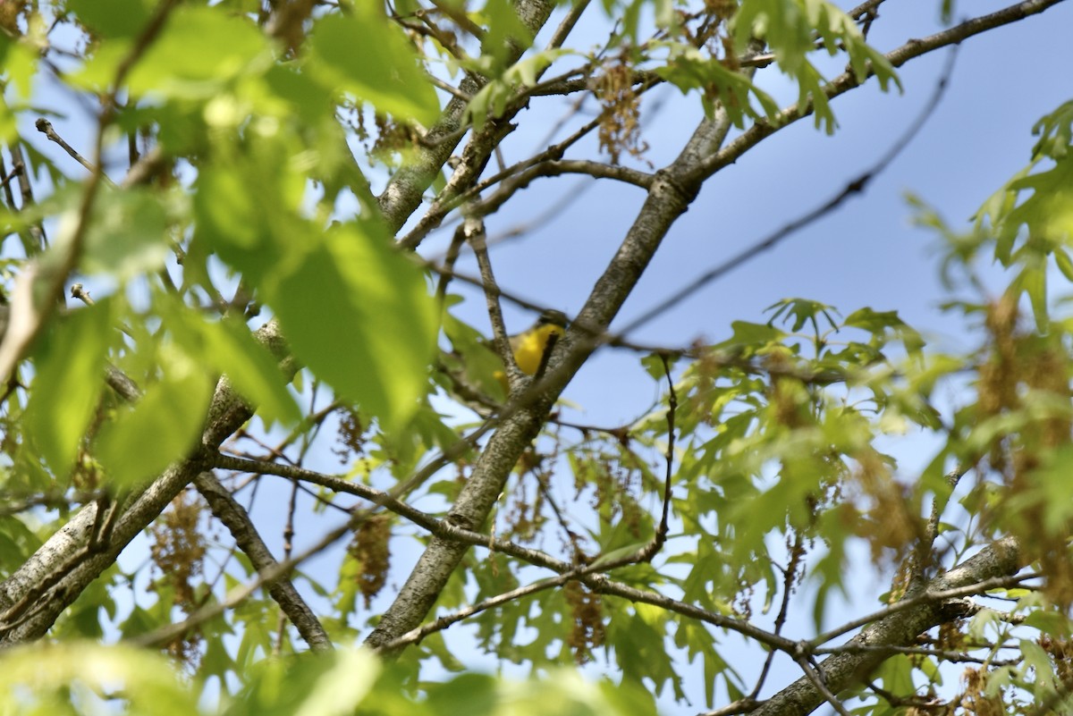 lesníček žlutoprsý - ML338901801