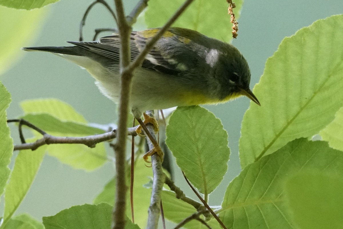 Meisenwaldsänger - ML338901851