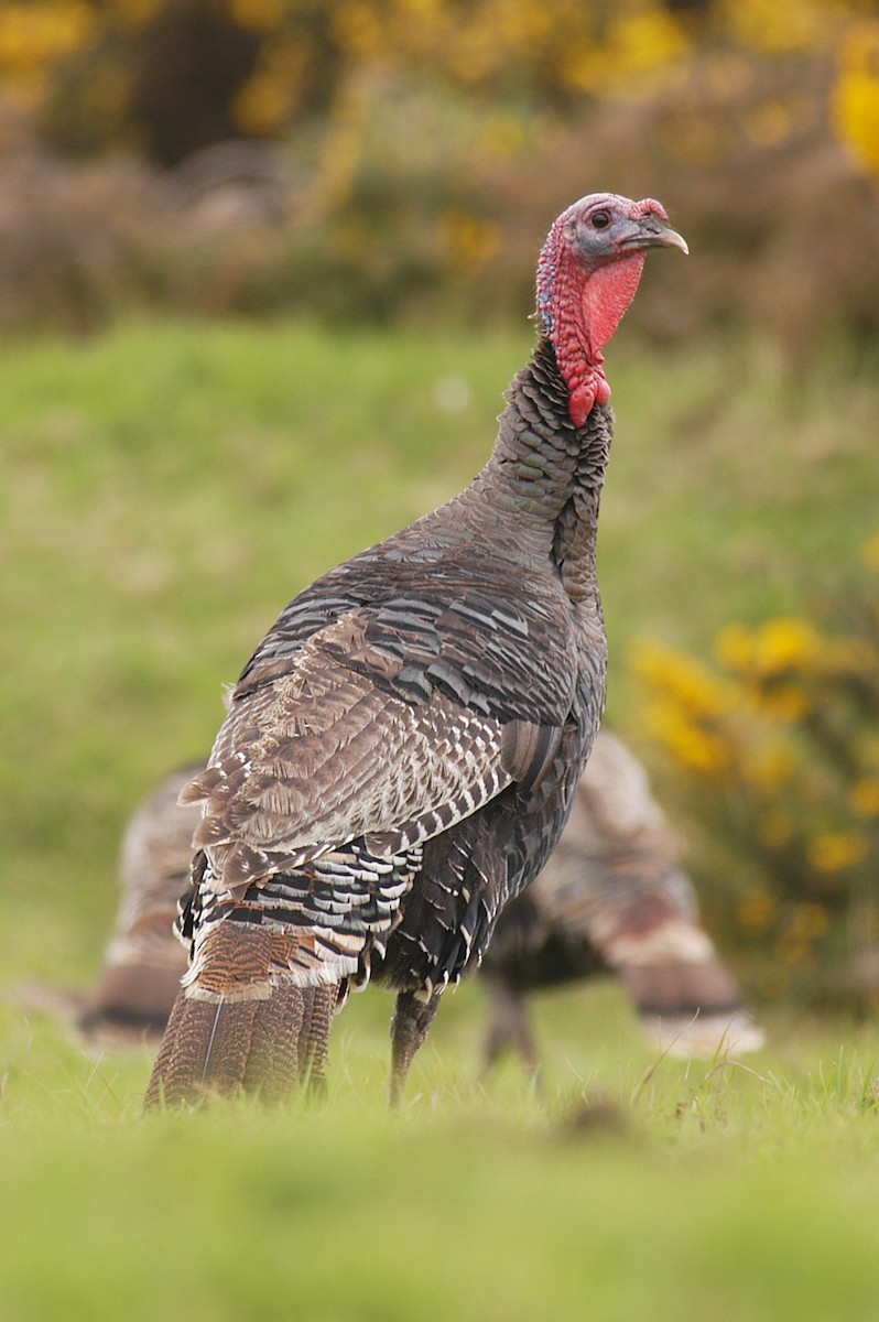 Wild Turkey - ML33890231