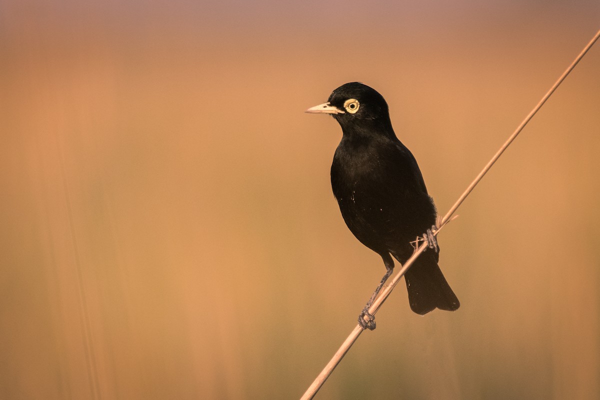 Spectacled Tyrant - ML338903451