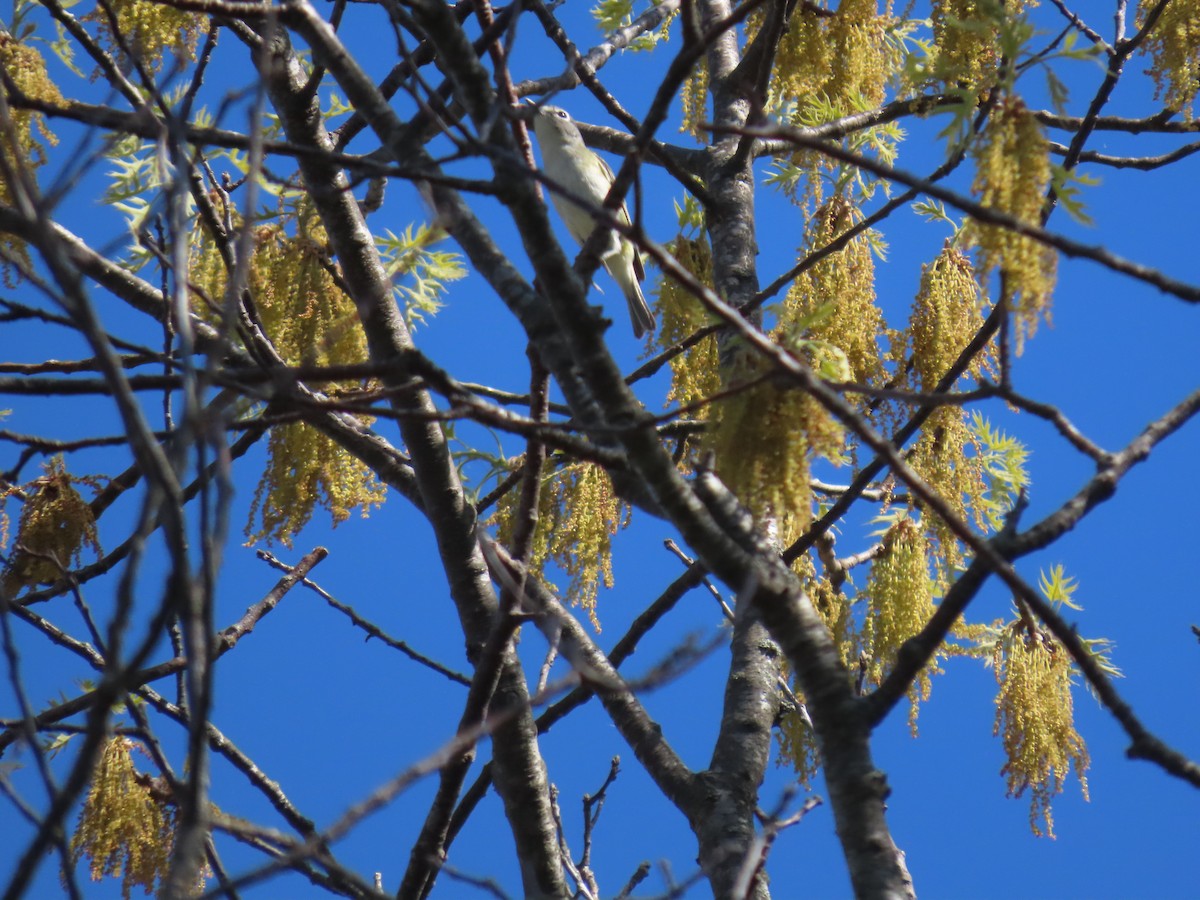 Vireo Solitario - ML338904531