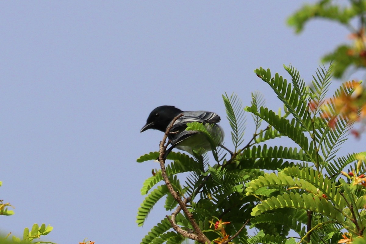 Black-headed Cuckooshrike - ML338905431