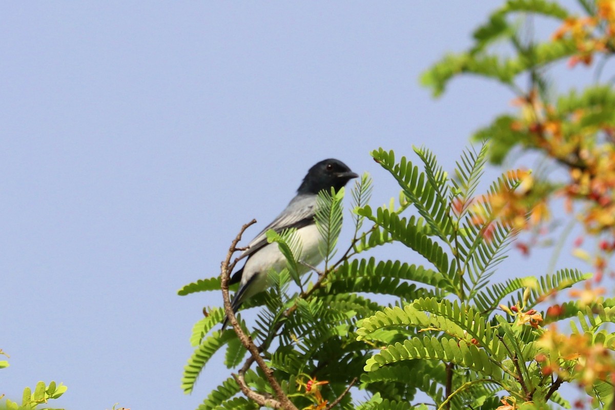 Black-headed Cuckooshrike - ML338905441