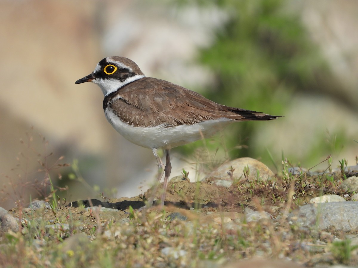 Little Ringed Plover - ML338909861