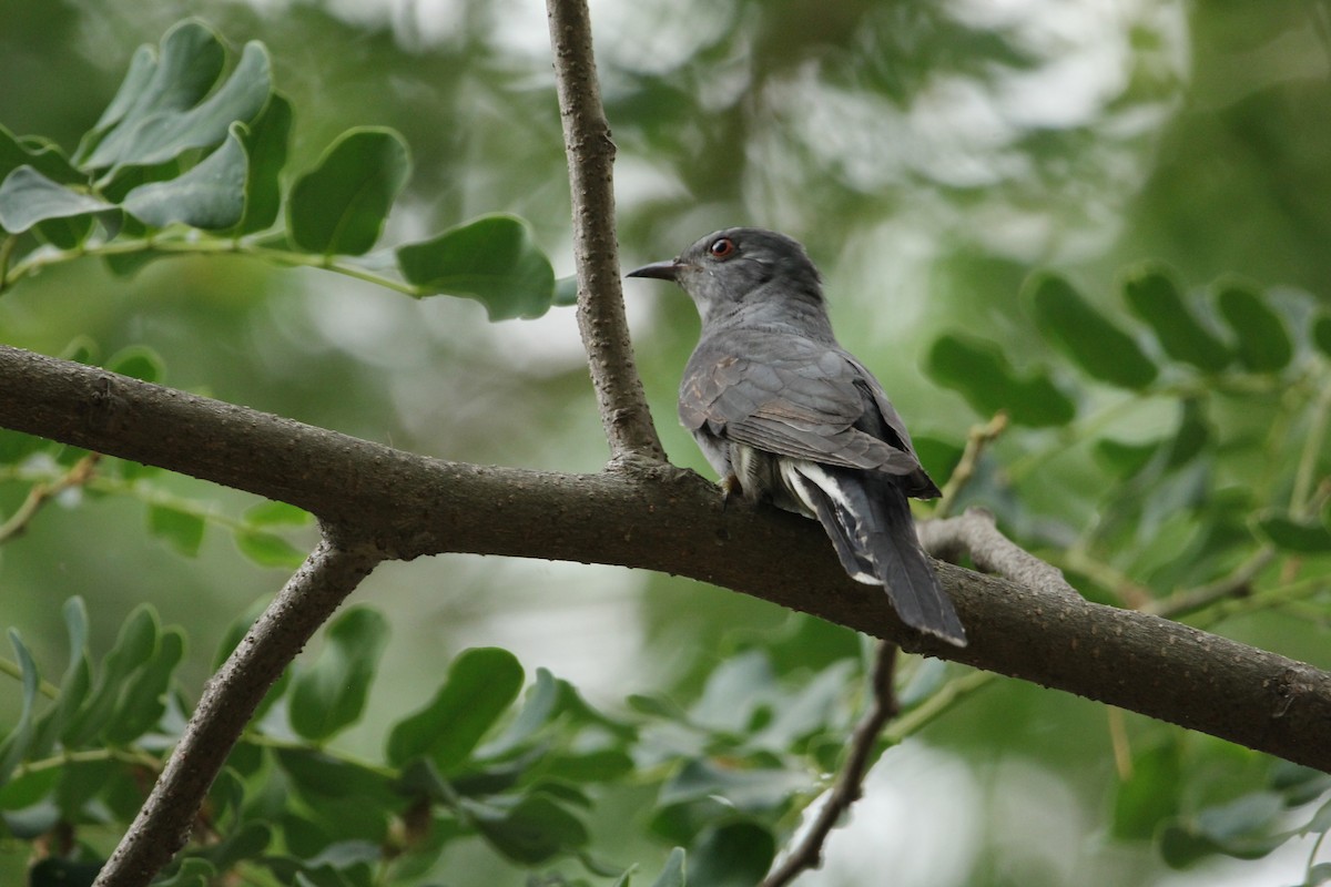 Gray-bellied Cuckoo - ML338910111