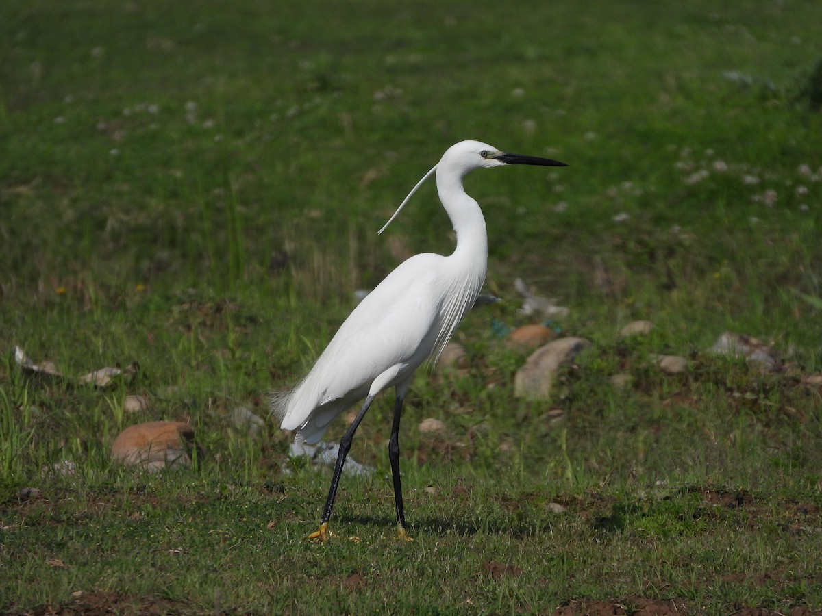 Little Egret - ML338910171