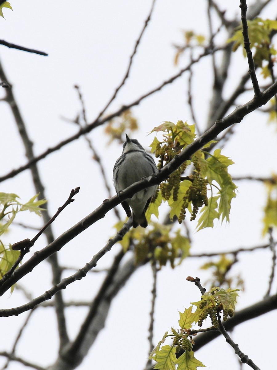 Cerulean Warbler - ML338910651