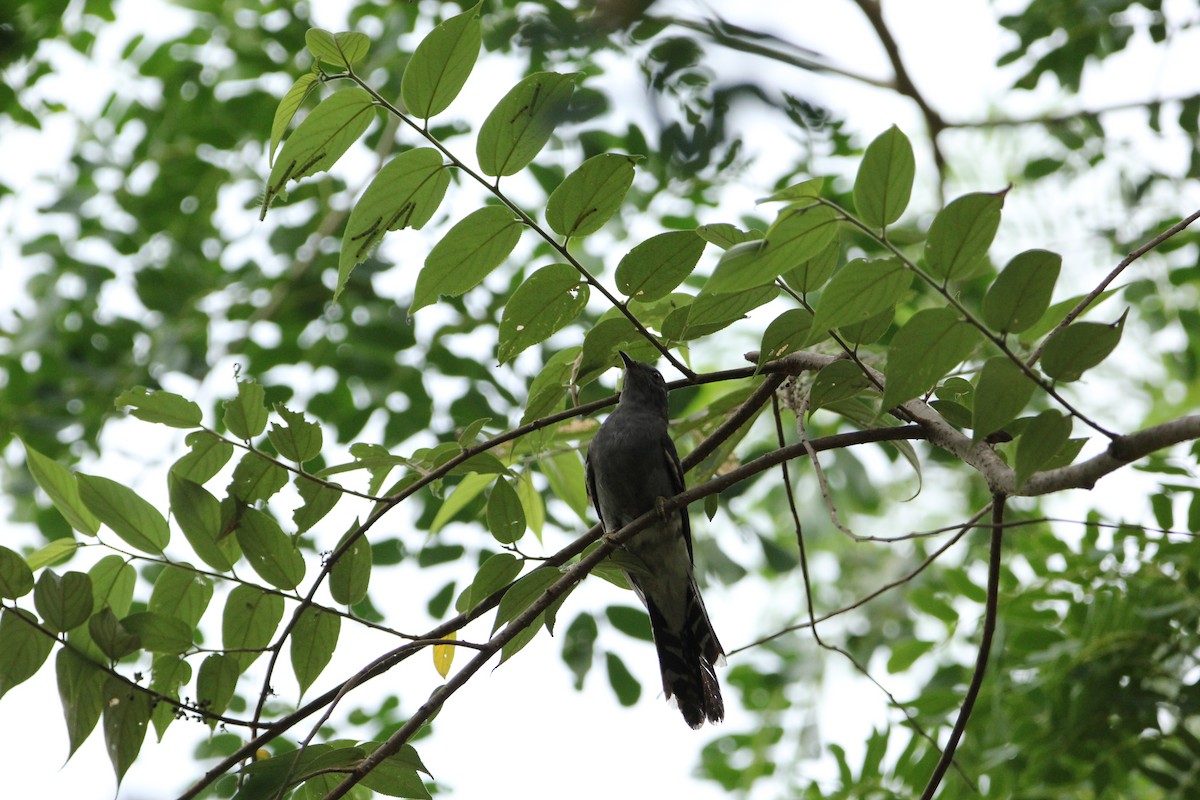 Gray-bellied Cuckoo - ML338911151