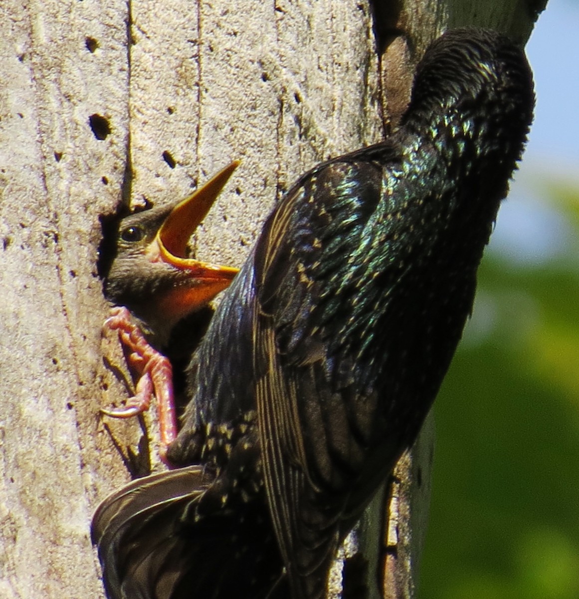 European Starling - ML338911241