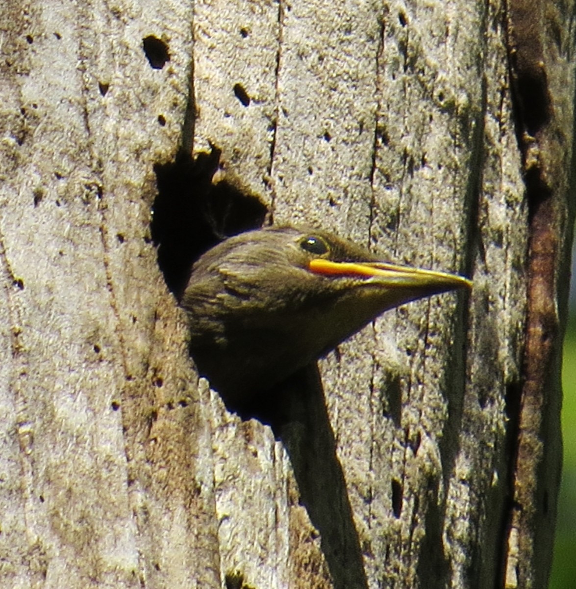 European Starling - ML338911331
