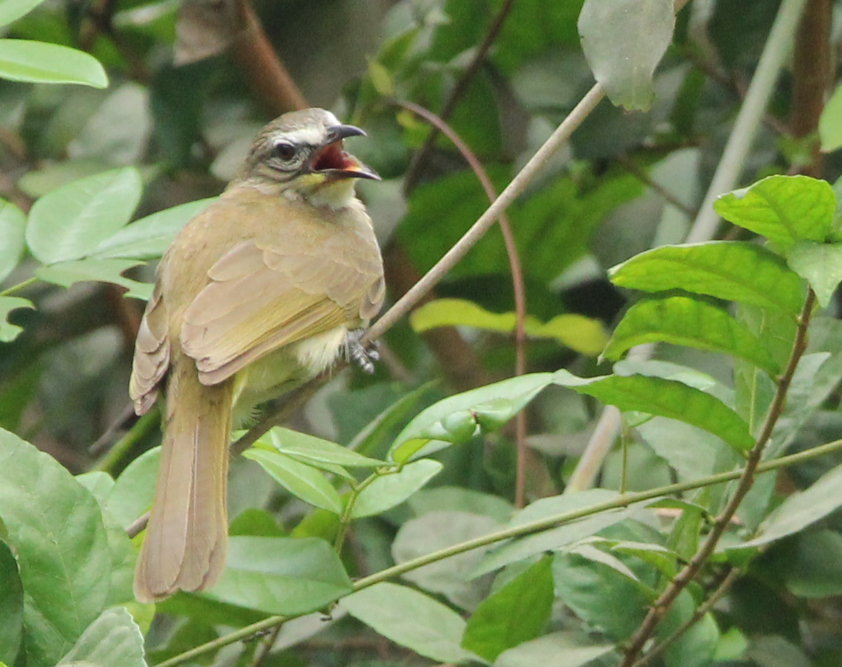 Bulbul Cejiblanco - ML338911511