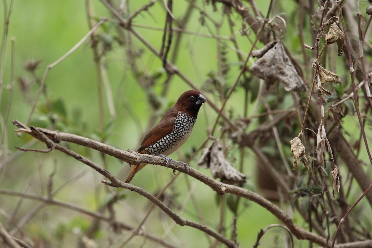 Scaly-breasted Munia - ML338912001