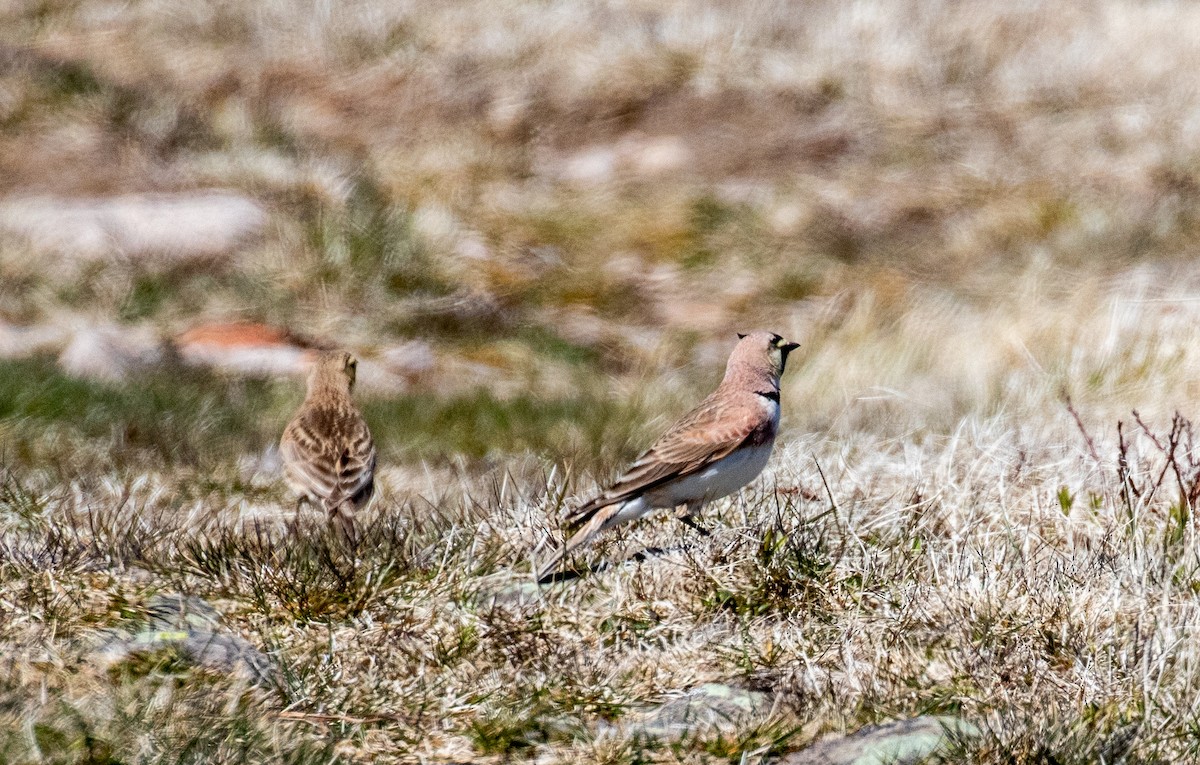 Horned Lark - John Alexander