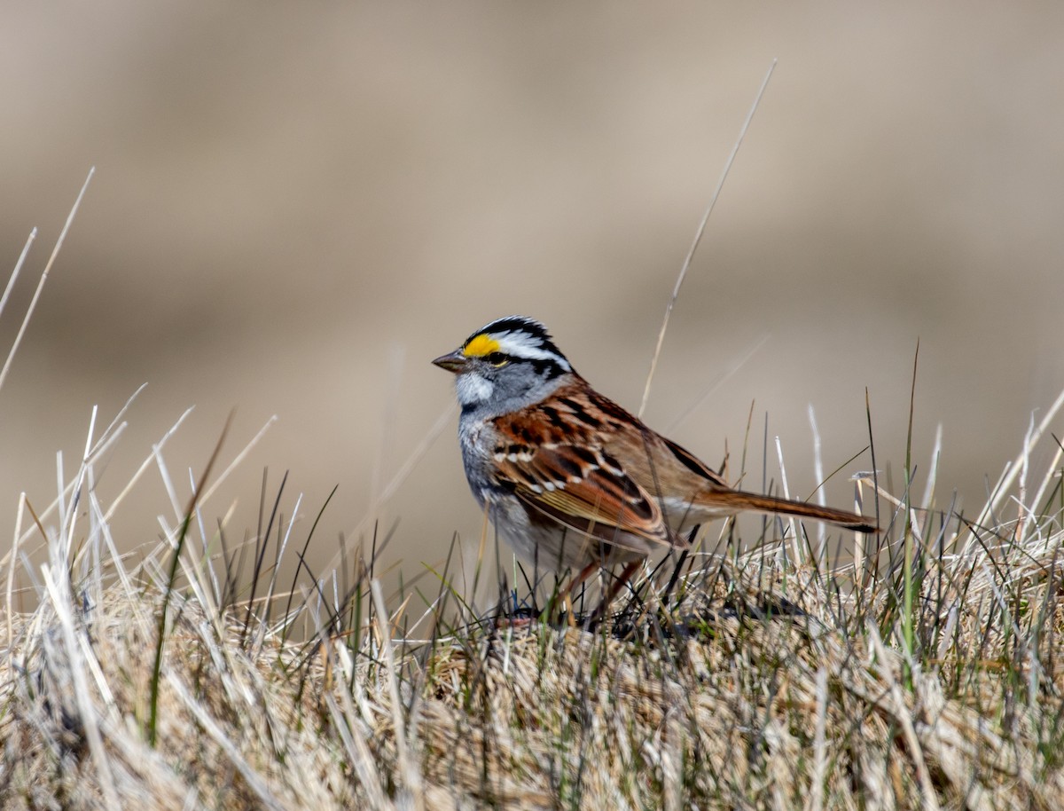White-throated Sparrow - John Alexander
