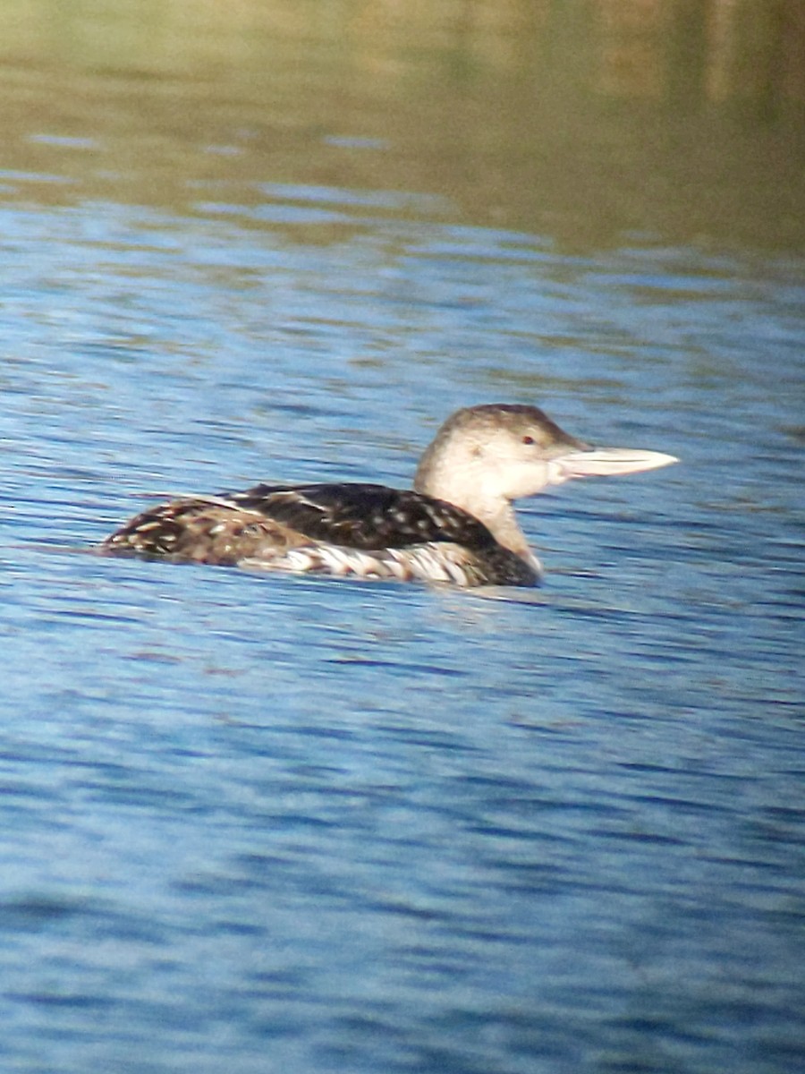 Yellow-billed Loon - ML338913231