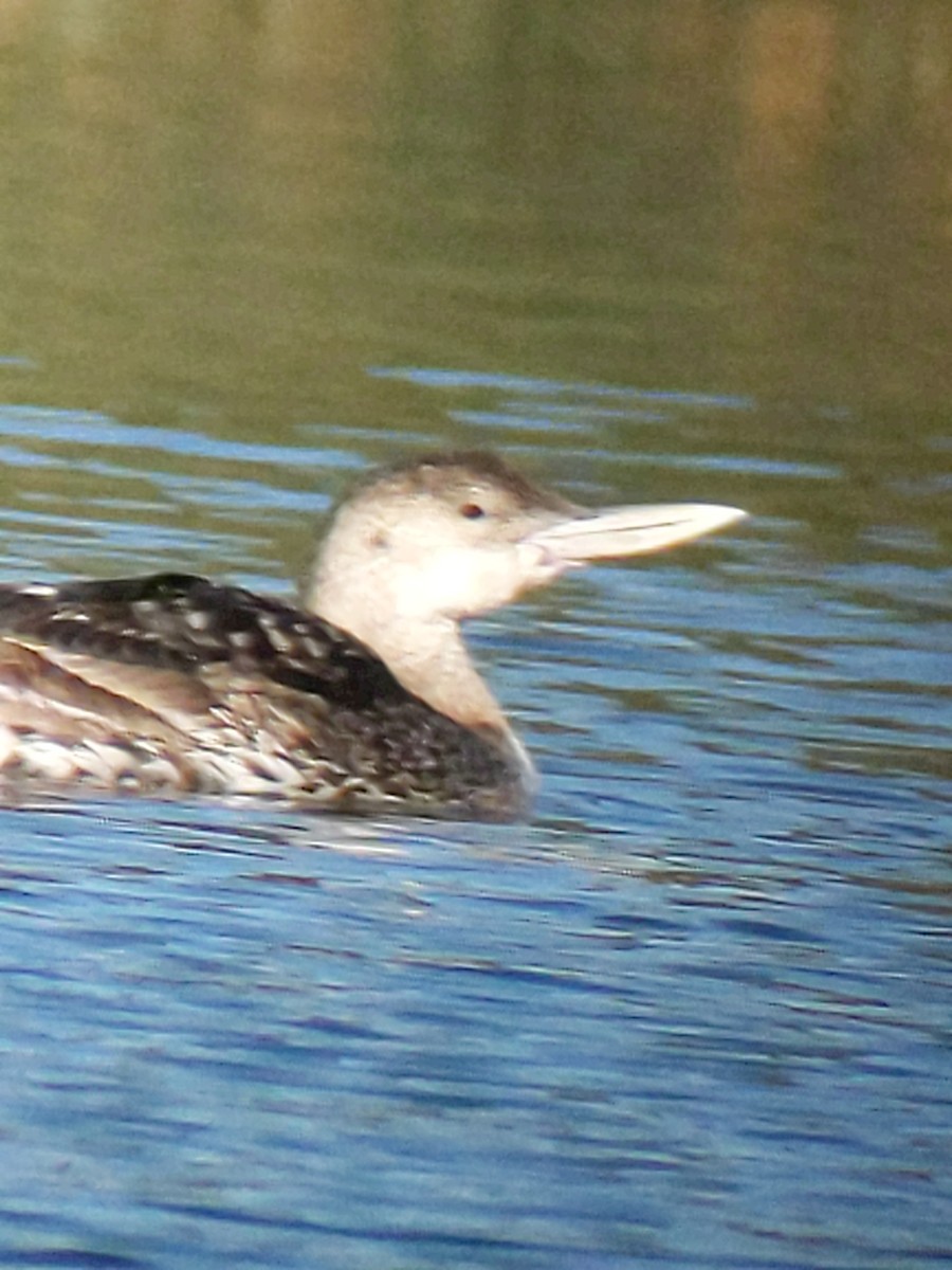 Yellow-billed Loon - ML338913241