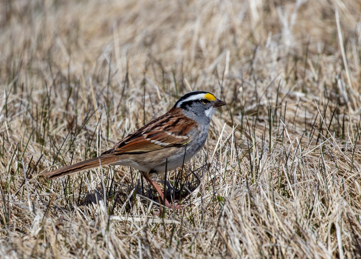 White-throated Sparrow - John Alexander