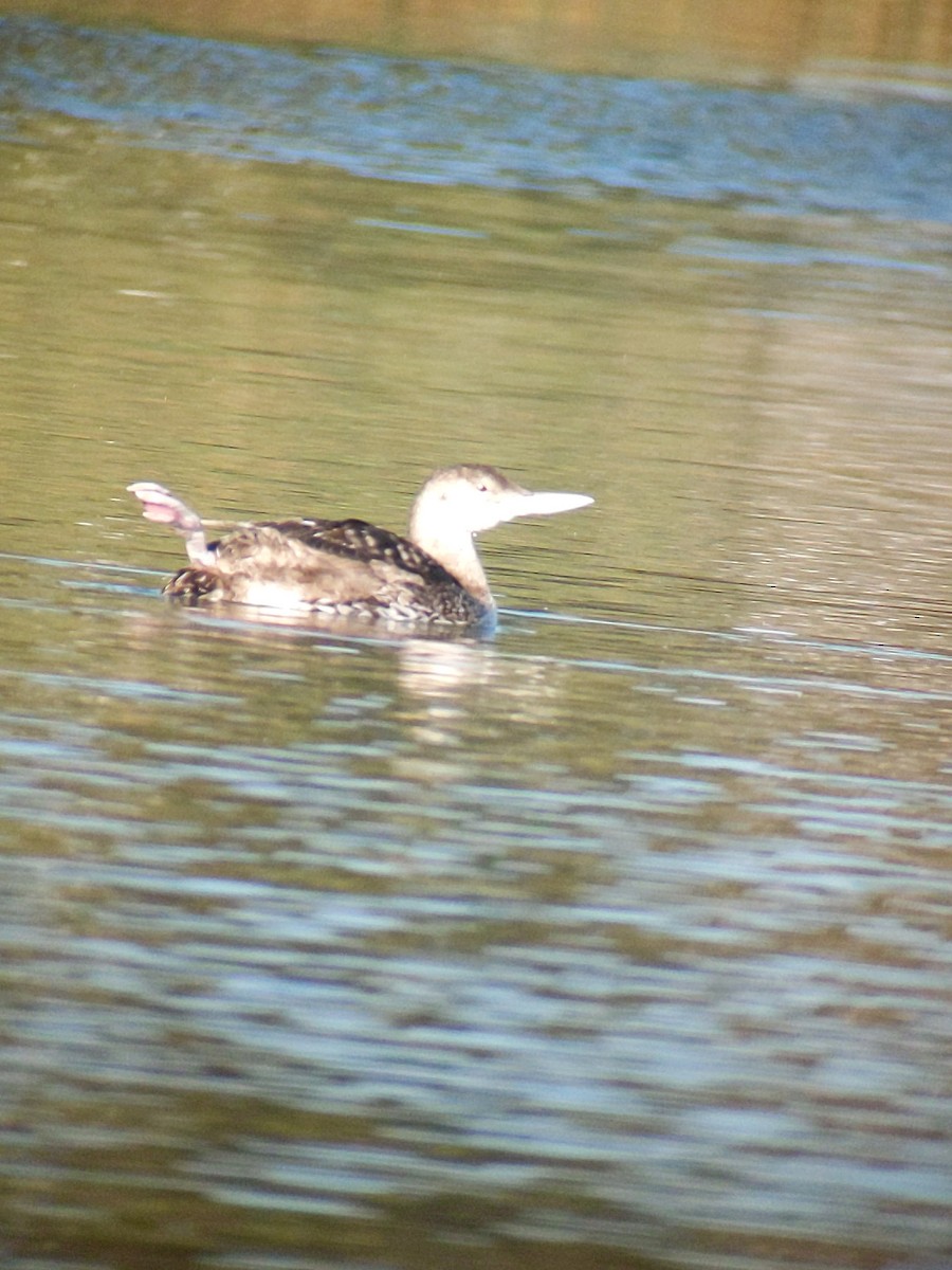 Yellow-billed Loon - ML338913311