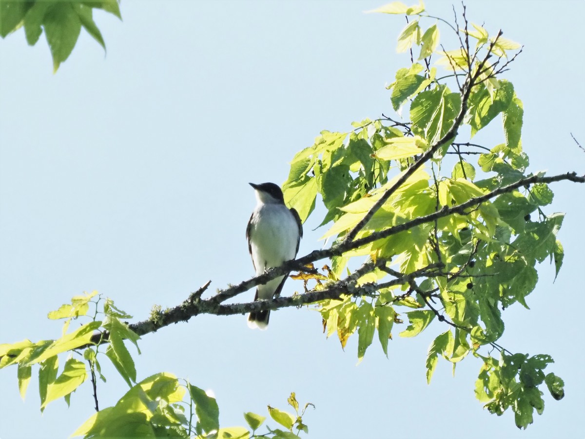 Eastern Kingbird - ML338915491